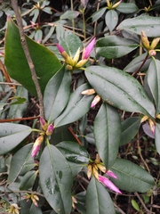 Rhododendron latoucheae