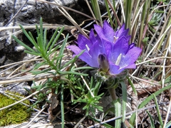 Edraianthus tenuifolius