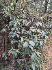 Rhododendron latoucheae