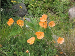 Papaver oreophilum