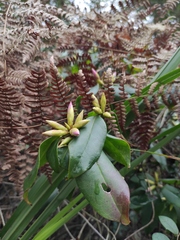 Rhododendron latoucheae