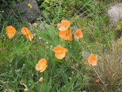 Papaver oreophilum