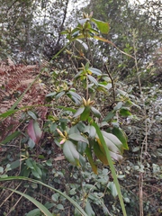 Rhododendron latoucheae