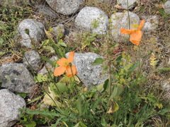 Papaver oreophilum