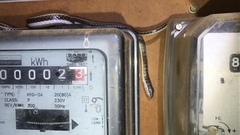 Psammophis subtaeniatus