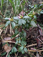 Rhododendron latoucheae
