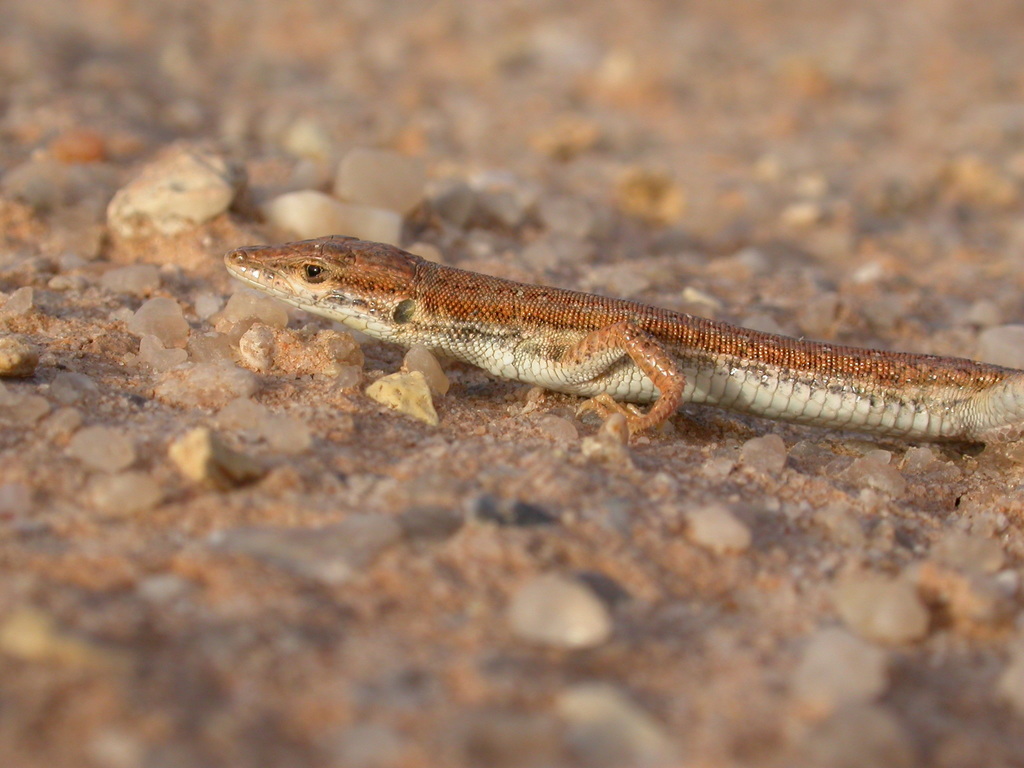 Pasteur's Lizard
