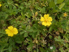 Potentilla reptans