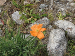 Papaver oreophilum