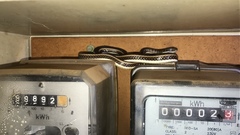 Psammophis subtaeniatus