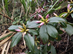 Rhododendron latoucheae
