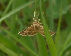 Emmiltis pygmaearia