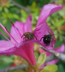 Mononychus punctumalbum