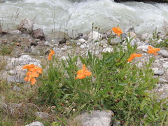 Papaver oreophilum
