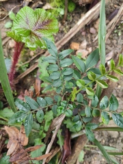 Zanthoxylum schinifolium