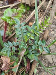 Zanthoxylum schinifolium