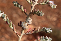 Dissocarpus paradoxus