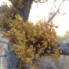 Arceuthobium globosum