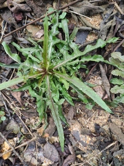 Taraxacum mongolicum