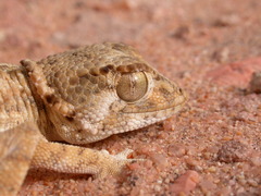 Tarentola chazaliae