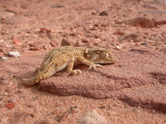 Tarentola chazaliae