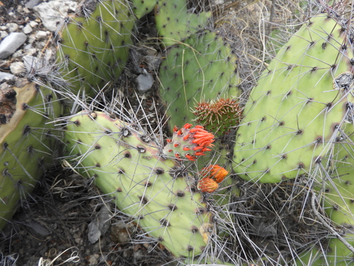 Image of Opuntia stenopetala by (c) Leticia Jiménez Hernández, some rights reserved (CC BY-SA)