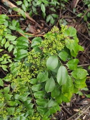 Zanthoxylum scandens