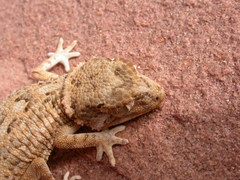 Tarentola chazaliae