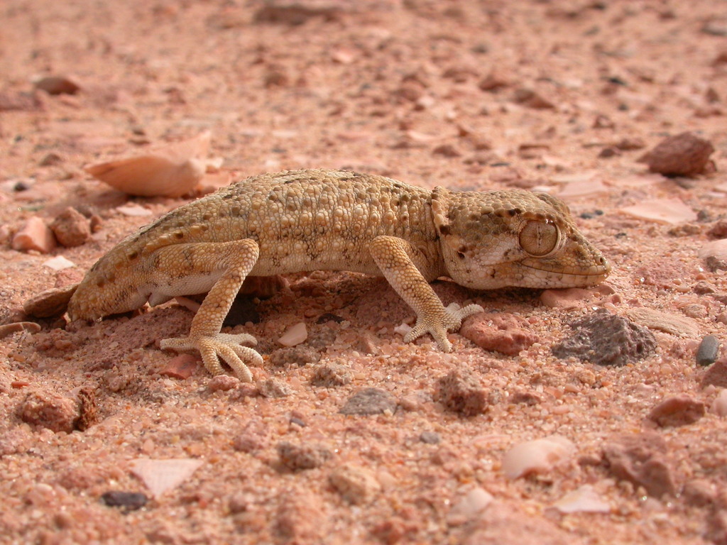 Helmethead Gecko