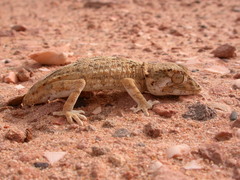 Tarentola chazaliae