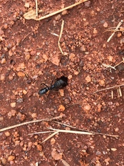 Paltothyreus tarsatus