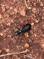 Paltothyreus tarsatus