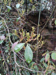 Photinia prunifolia