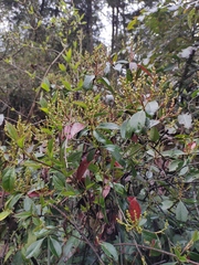 Photinia prunifolia
