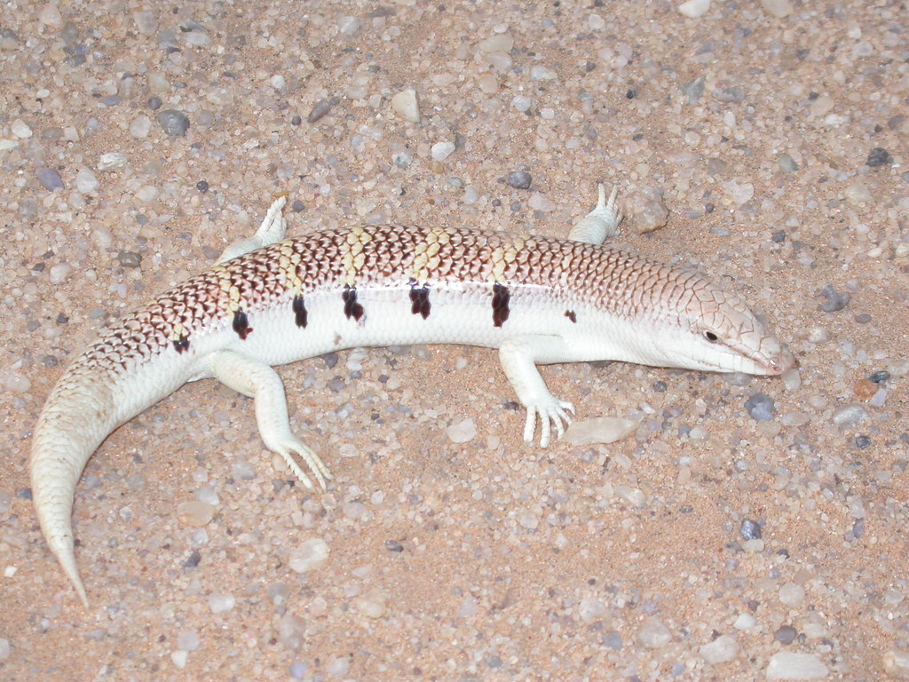 Western Sandfish