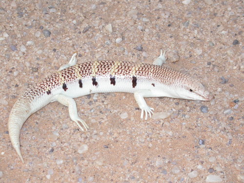 Western Sandfish