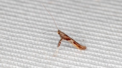 Caloptilia hemidactylella