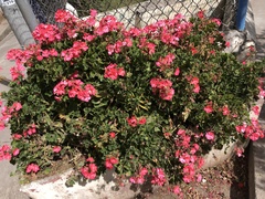 Pelargonium × hybridum