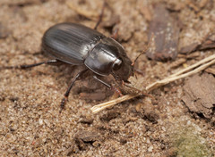 Harpalus serripes
