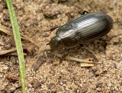 Harpalus serripes