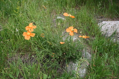 Papaver oreophilum