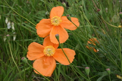 Papaver oreophilum