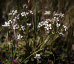 Alepidea pusilla