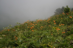 Papaver oreophilum