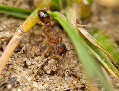 Myrmica schencki