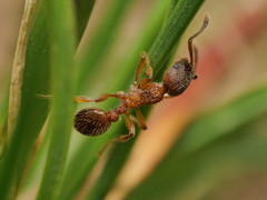 Myrmica schencki