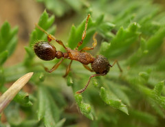Myrmica schencki