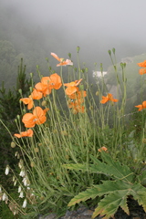 Papaver oreophilum