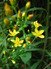 Hypericum pulchrum