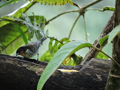 Ixothraupis rufigula